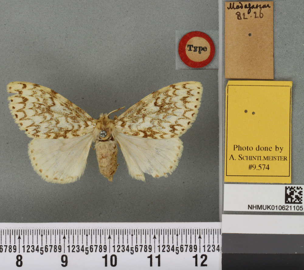 /filer/webapps/moths/media/images/D/dulcinea_Lymantria_LT_BMNHa.jpg
