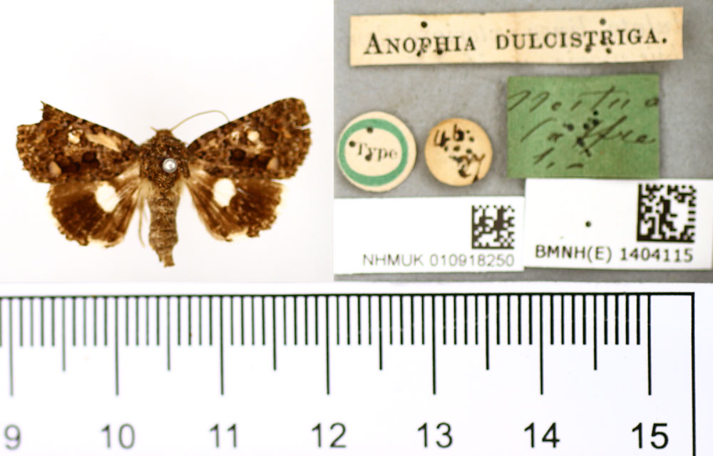 /filer/webapps/moths/media/images/D/dulcistriga_Anophia_HT_BMNH.jpg