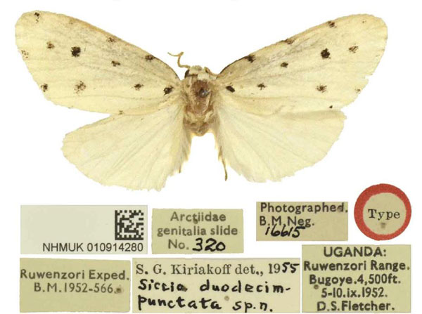 /filer/webapps/moths/media/images/D/duodecimpunctata_Siccia_HT_BMNH.jpg