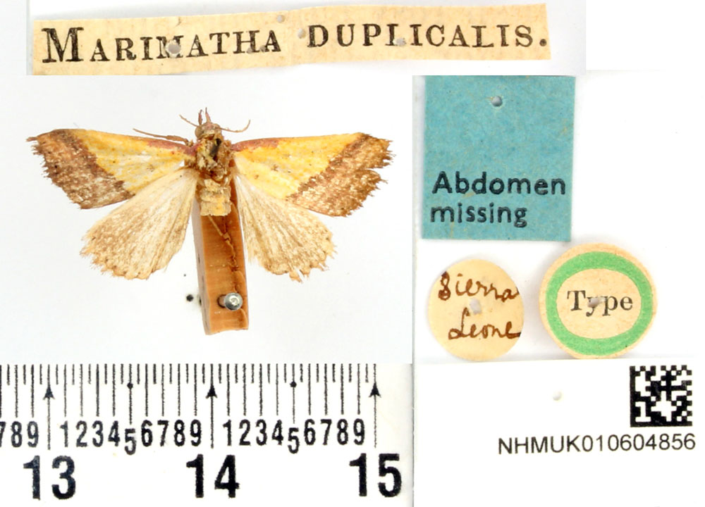 /filer/webapps/moths/media/images/D/duplicalis_Marimatha_HT_BMNH.jpg