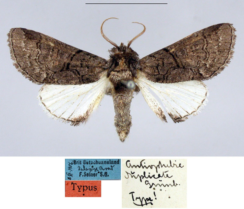 /filer/webapps/moths/media/images/D/duplicata_Antiophlebia_HT_MfN.jpg