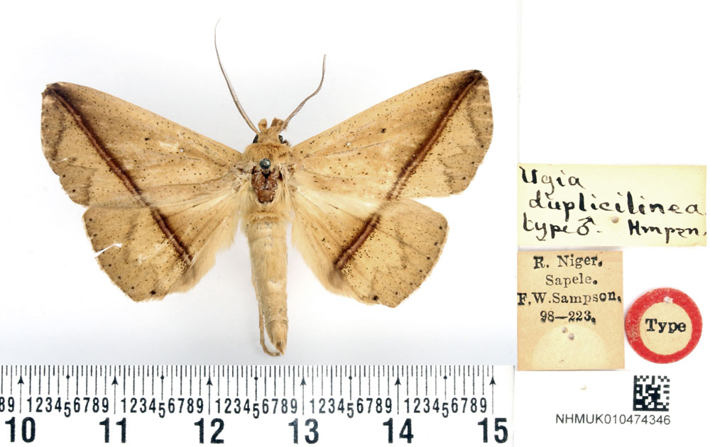 /filer/webapps/moths/media/images/D/duplicilinea_Ugia_HT_BMNH.jpg