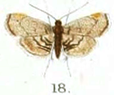 /filer/webapps/moths/media/images/D/duplifascialis_Trichophysetis_HT_Hampson_156-18.jpg