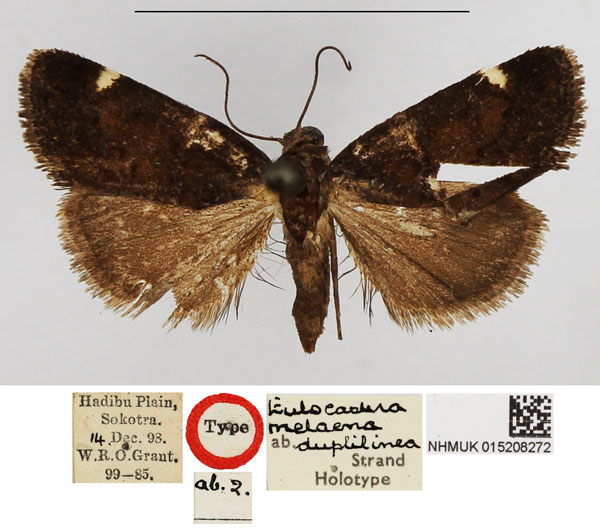 /filer/webapps/moths/media/images/D/duplilinea_Eulocastra_HT_NHMUK.jpg