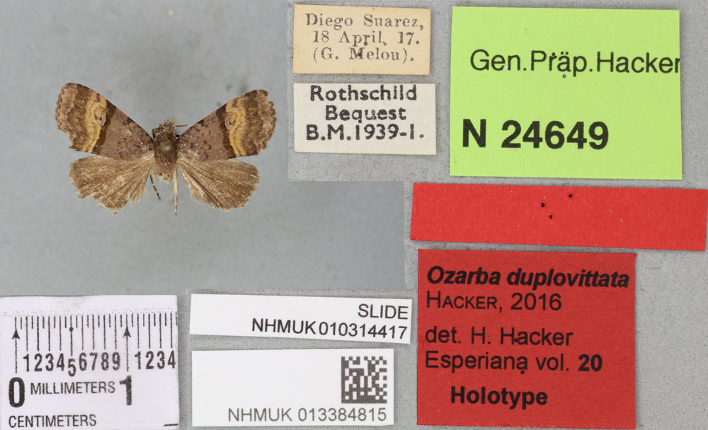 /filer/webapps/moths/media/images/D/duplovittata_Ozarba_HT_BMNHa.jpg