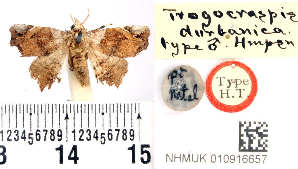 /filer/webapps/moths/media/images/D/durbanica_Trogocraspis_HT_BMNH.jpg