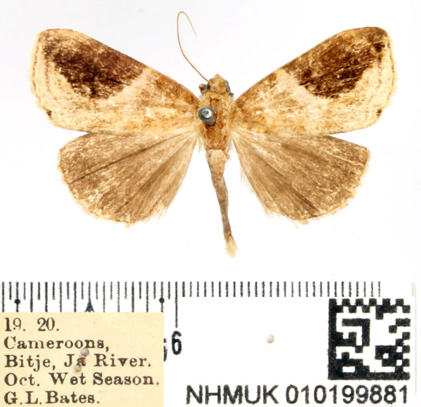 /filer/webapps/moths/media/images/E/ecclipsis_Periplusia_AM_BMNH.jpg