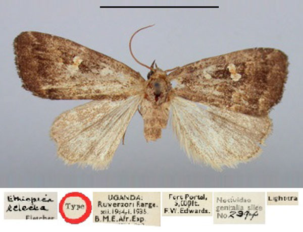 /filer/webapps/moths/media/images/E/eclecta_Ethiopica_HT_BMNH.jpg
