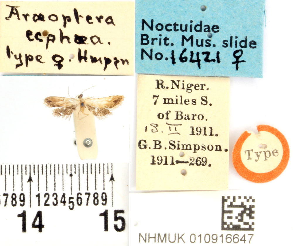 /filer/webapps/moths/media/images/E/ecphaea_Araeoptera_HT_BMNH.jpg