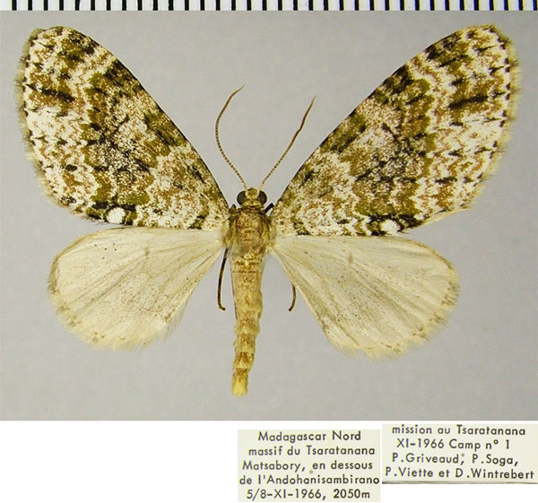 /filer/webapps/moths/media/images/E/ecrinita_Lobidiopteryx_AM_ZSMa.jpg