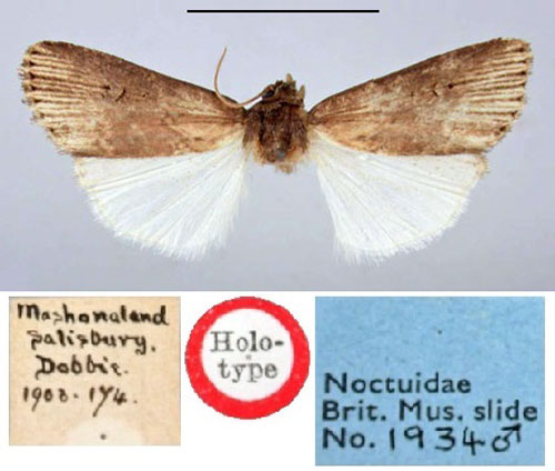 /filer/webapps/moths/media/images/E/ecstrigata_Agrotis_HT_BMNH.jpg