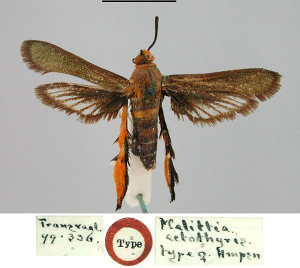 /filer/webapps/moths/media/images/E/ectothyris_Melittia_HT_BMNH.jpg