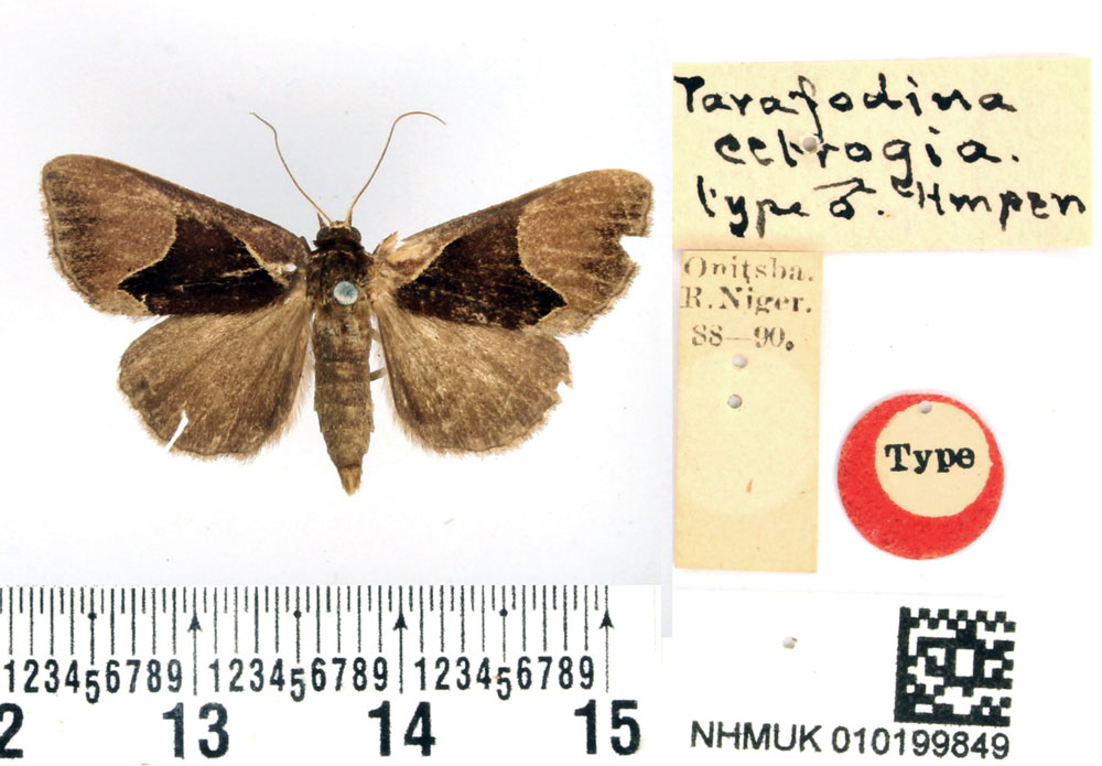 /filer/webapps/moths/media/images/E/ectrogia_Parafodina_HT_BMNH.jpg