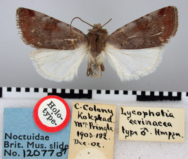 /filer/webapps/moths/media/images/E/ecvinacea_Lycophotia_HT_BMNH.jpg