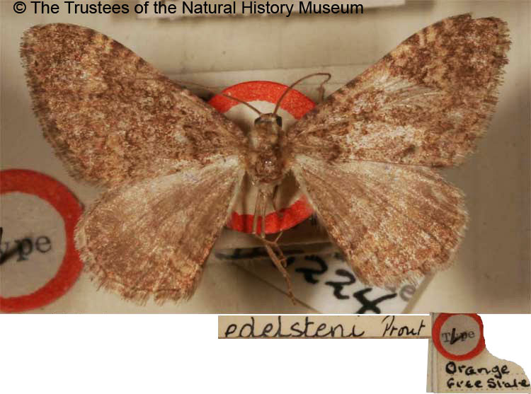 /filer/webapps/moths/media/images/E/edelsteni_Epirrhoe_HT_BMNH.jpg