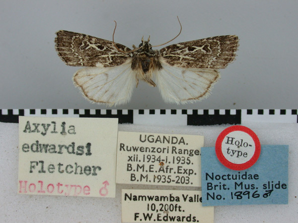 /filer/webapps/moths/media/images/E/edwardsi_Axylia_HT_BMNH.jpg