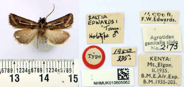 /filer/webapps/moths/media/images/E/edwardsi_Saltia_HT_BMNH.jpg