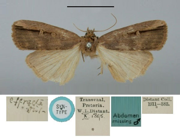/filer/webapps/moths/media/images/E/effracta_Agrotis_ST_BMNH.jpg
