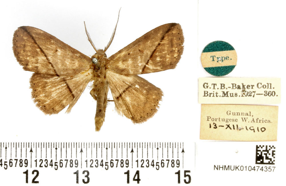 /filer/webapps/moths/media/images/E/egcarsia_Iluza_HT_BMNH.jpg