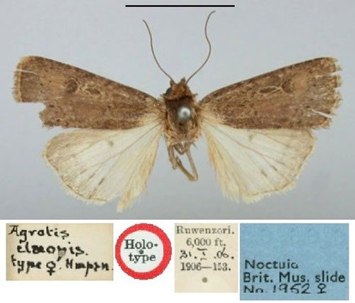 /filer/webapps/moths/media/images/E/elaeopis_Agrotis_HT_BMNH.jpg