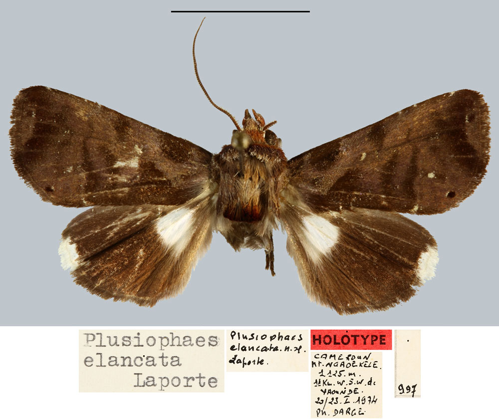 /filer/webapps/moths/media/images/E/elancata_Plusiophaes_HT_MNHN.jpg