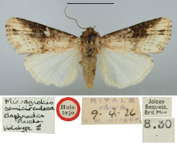 /filer/webapps/moths/media/images/E/elaphrodes_Micragrotis_HT_BMNH.jpg
