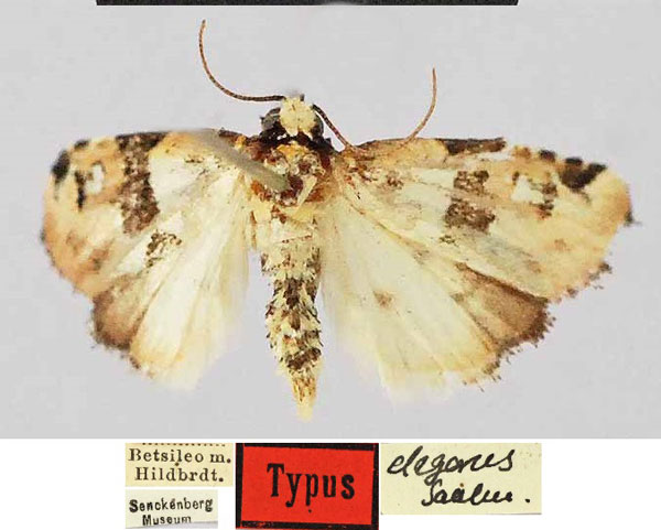 /filer/webapps/moths/media/images/E/elegans_Erastria_HT_SNMF.jpg