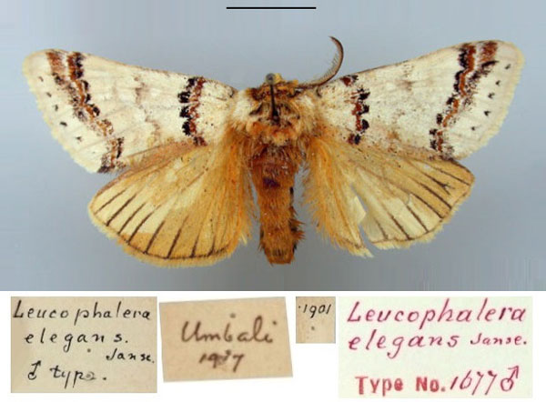 /filer/webapps/moths/media/images/E/elegans_Leucophalera_HT_TMSA.jpg
