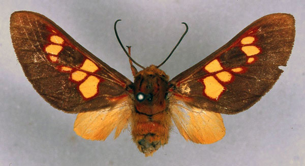 /filer/webapps/moths/media/images/E/elegantissima_Balacra_HT_ZSM_01.jpg