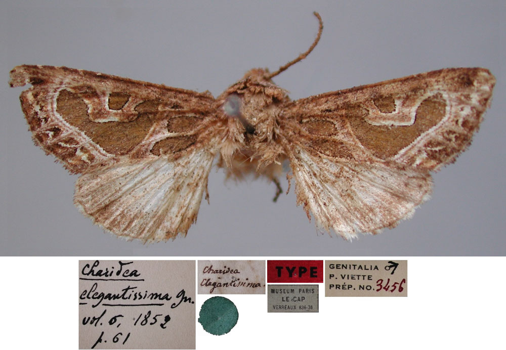 /filer/webapps/moths/media/images/E/elegantissima_Charidea_LT_MNHN.jpg