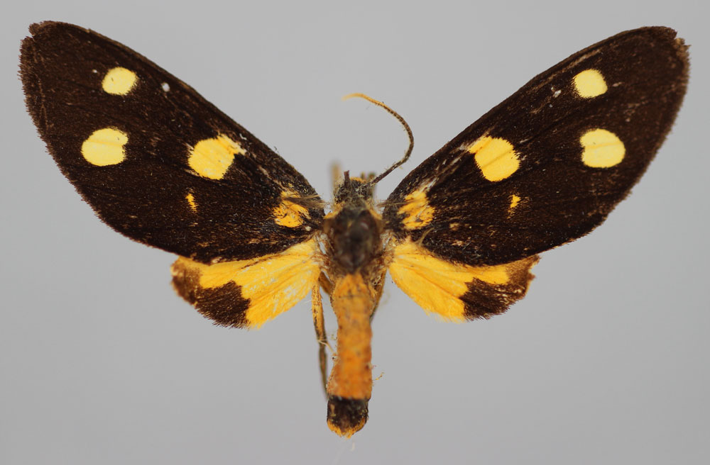 /filer/webapps/moths/media/images/E/eleonora_Dubianaclia_LT_BMNH.jpg