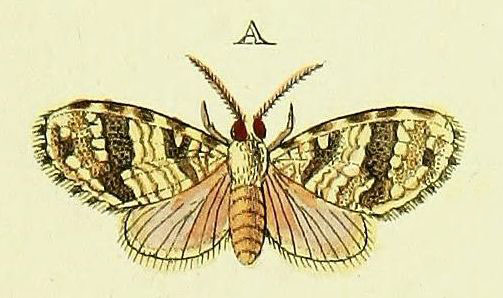 /filer/webapps/moths/media/images/E/eleuthera_Marblepsis_Cramer4_371_A.jpg