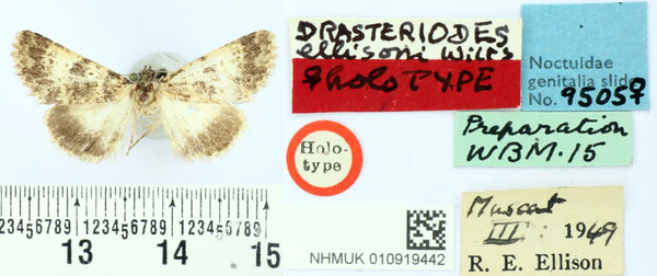 /filer/webapps/moths/media/images/E/ellisoni_Drasteriodes_HT_BMNH.jpg