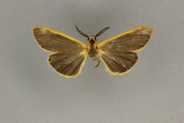 /filer/webapps/moths/media/images/E/elongata_Amsacta_HT_BMNH.jpg