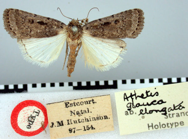 /filer/webapps/moths/media/images/E/elongata_Athetis_HT_BMNH.jpg