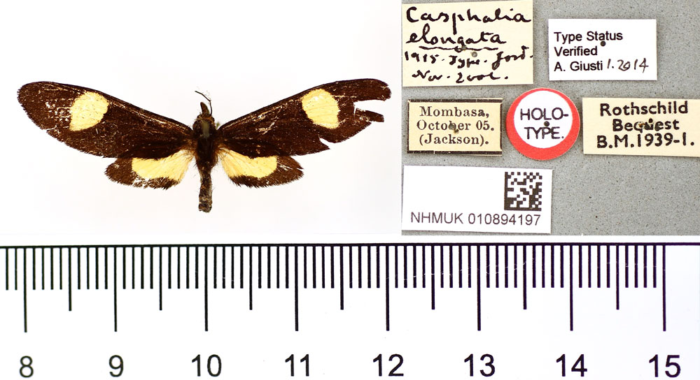 /filer/webapps/moths/media/images/E/elongata_Casphalia_HT_BMNH.jpg