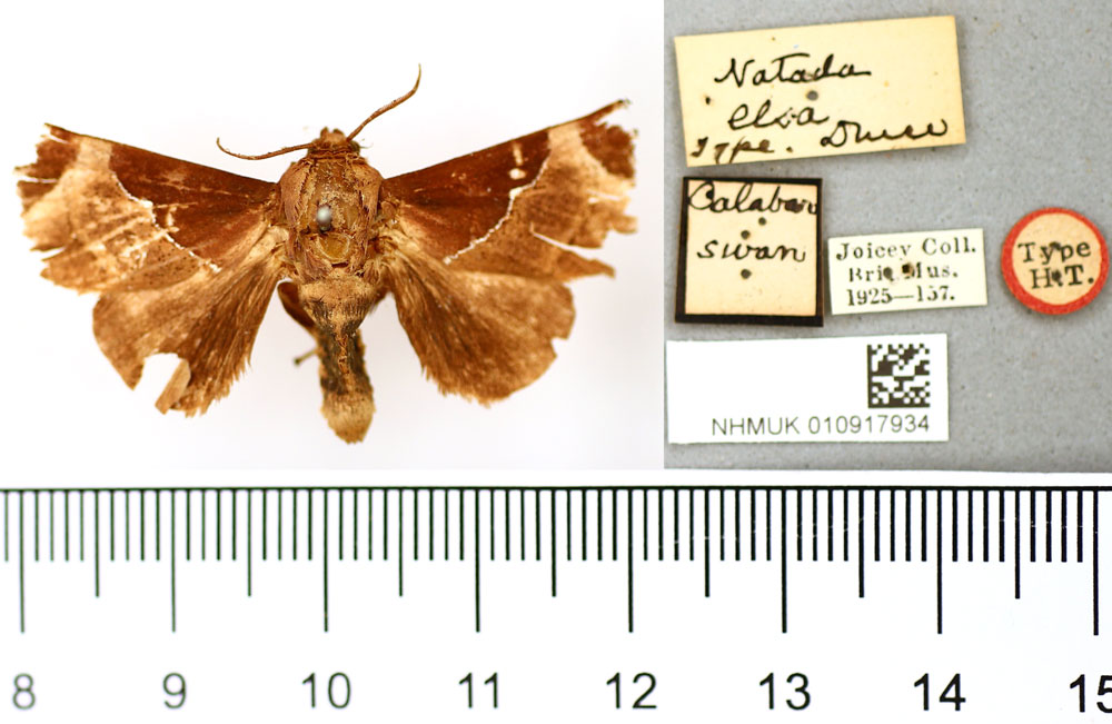 /filer/webapps/moths/media/images/E/elsa_Natada_HT_BMNH.jpg
