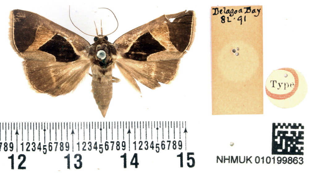 /filer/webapps/moths/media/images/E/embolophora_Fodina_HT_BMNH.jpg