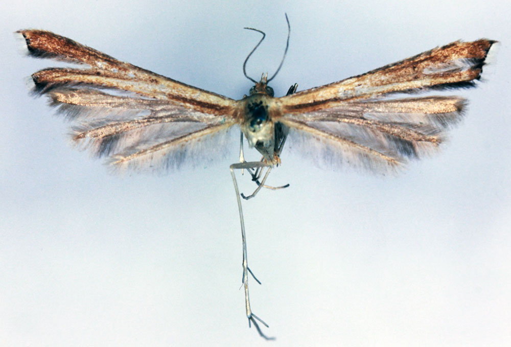 /filer/webapps/moths/media/images/E/empedota_Platyptilia_LT_BMNH.jpg