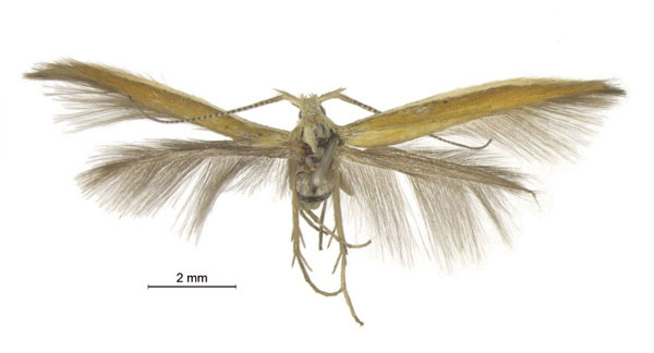 /filer/webapps/moths/media/images/E/enchitis_Coleophora_AM_Baldizzone.jpg
