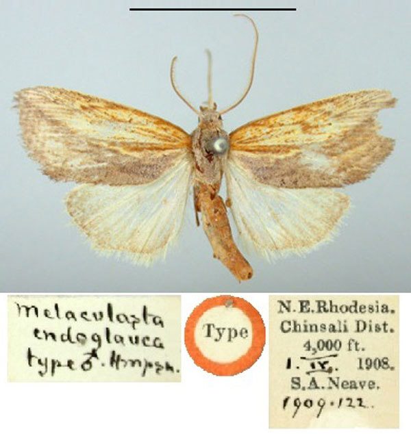 /filer/webapps/moths/media/images/E/endoglauca_Metaculasta_HT_BMNH.jpg
