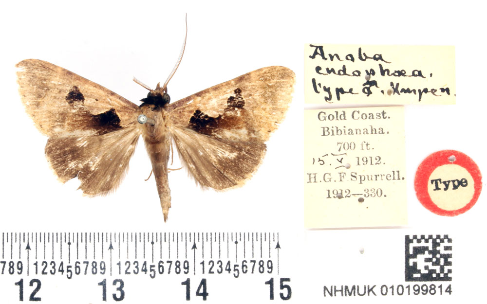 /filer/webapps/moths/media/images/E/endophaea_Anoba_HT_BMNH.jpg