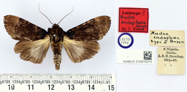 /filer/webapps/moths/media/images/E/endophaea_Audea_LT_BMNH.jpg