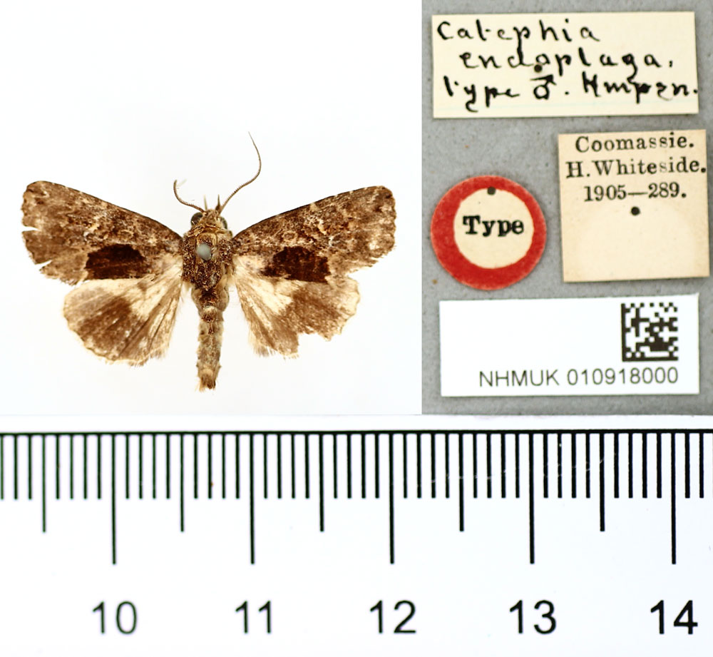 /filer/webapps/moths/media/images/E/endoplaga_Catephia_HT_BMNH.jpg
