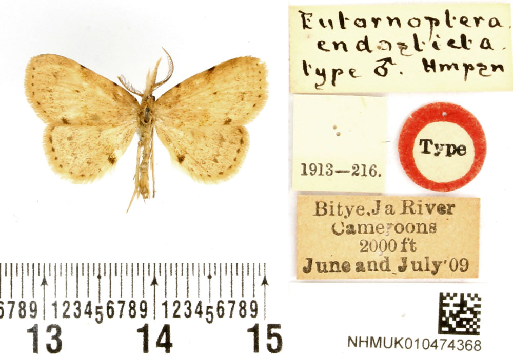 /filer/webapps/moths/media/images/E/endosticta_Eutornoptera_HT_BMNH.jpg