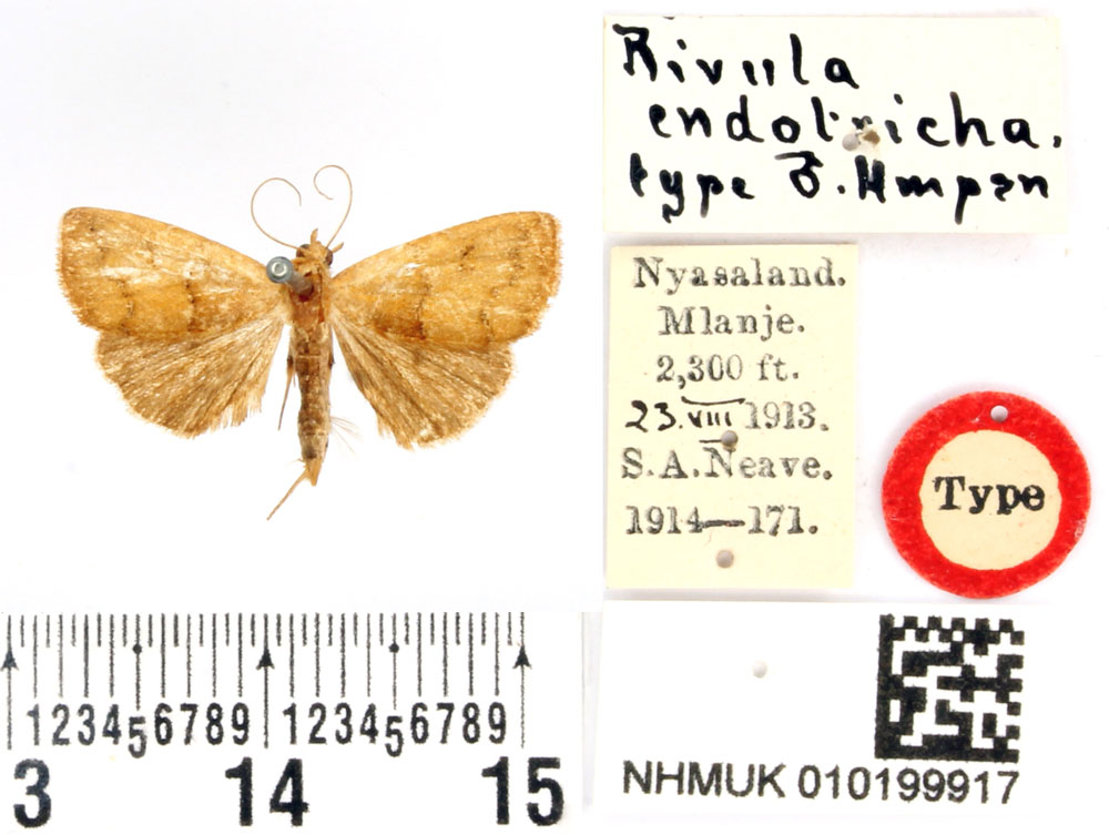 /filer/webapps/moths/media/images/E/endotricha_Rivula_HT_BMNH.jpg