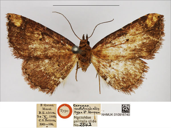 /filer/webapps/moths/media/images/E/endotrichalis_Cerynea_HT_NHMUK.jpg