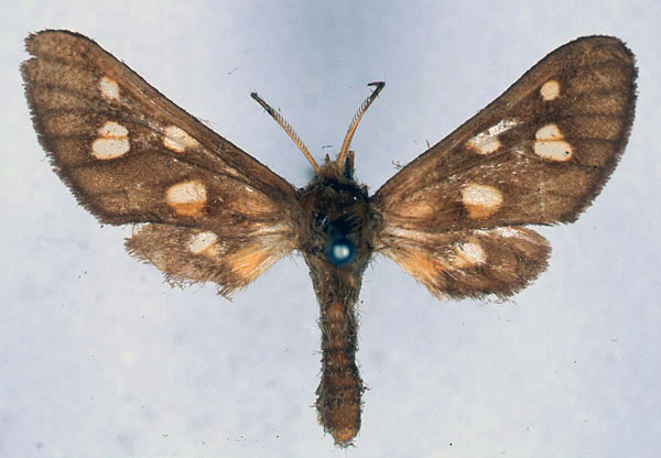 /filer/webapps/moths/media/images/E/endoxantha_Anapisa_HT_BMNH_01.jpg