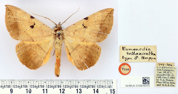 /filer/webapps/moths/media/images/E/endoxantha_Enmonodia_ST_BMNH.jpg