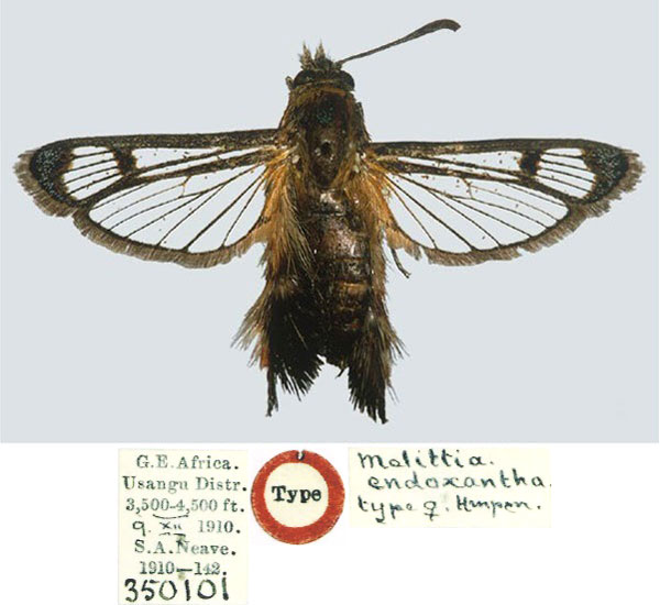 /filer/webapps/moths/media/images/E/endoxantha_Melittia_HT_BMNH.jpg